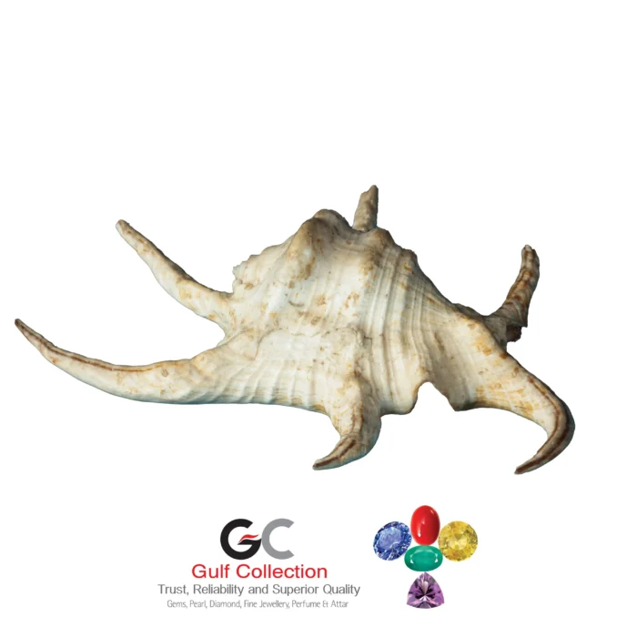 Shell - Image 1