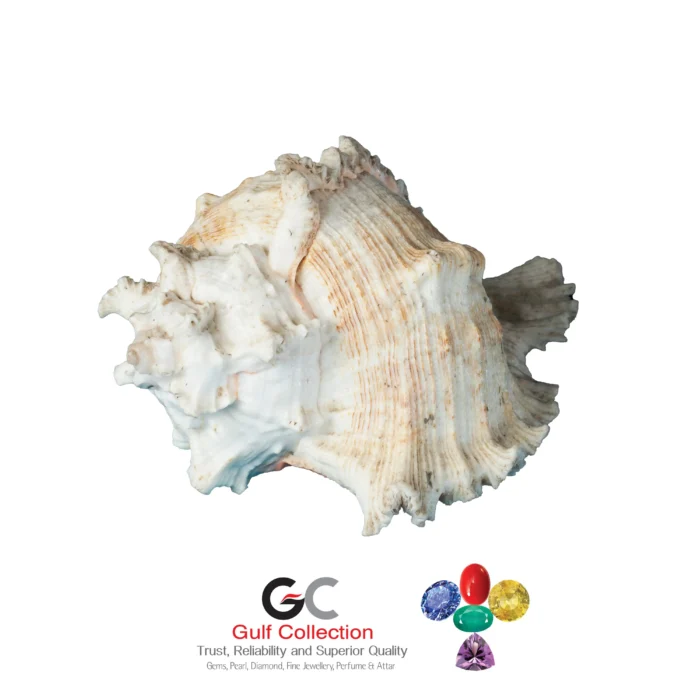 Shell - Image 1