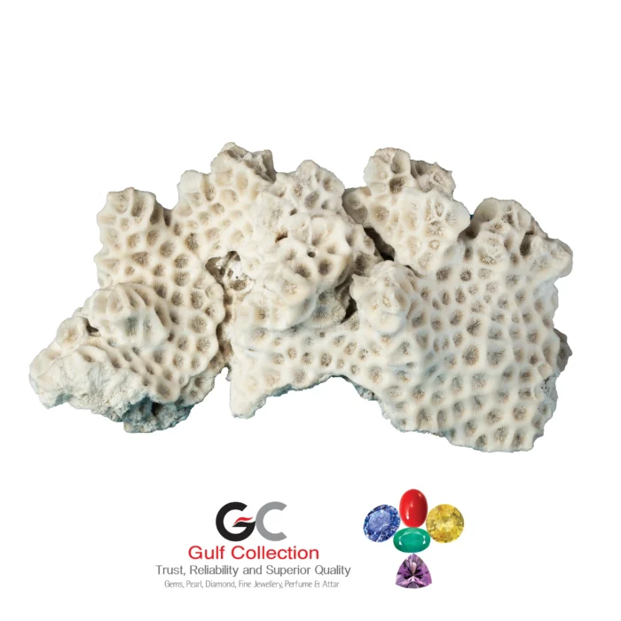White Coral - Image 1