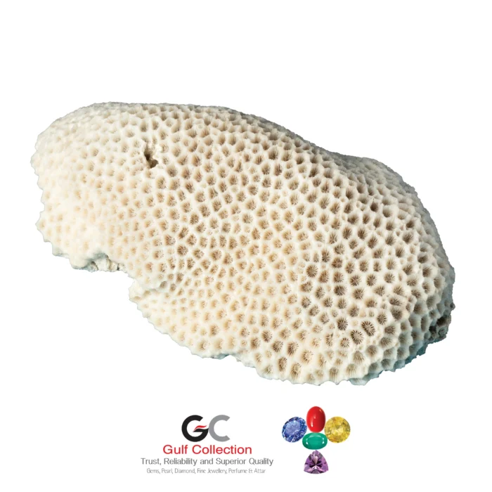 Gems Brain Coral - Image 1